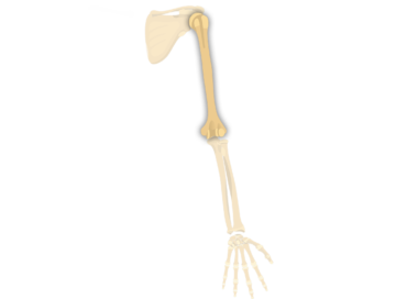 Image vedette de l'humérus postérieur