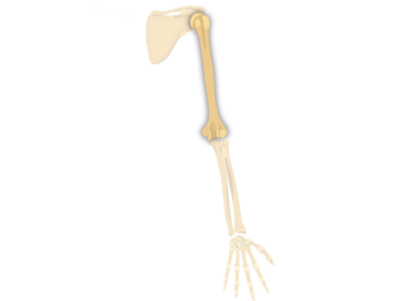 Posterior Humerus Featured Image