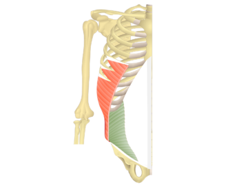 The internal oblique highlighted