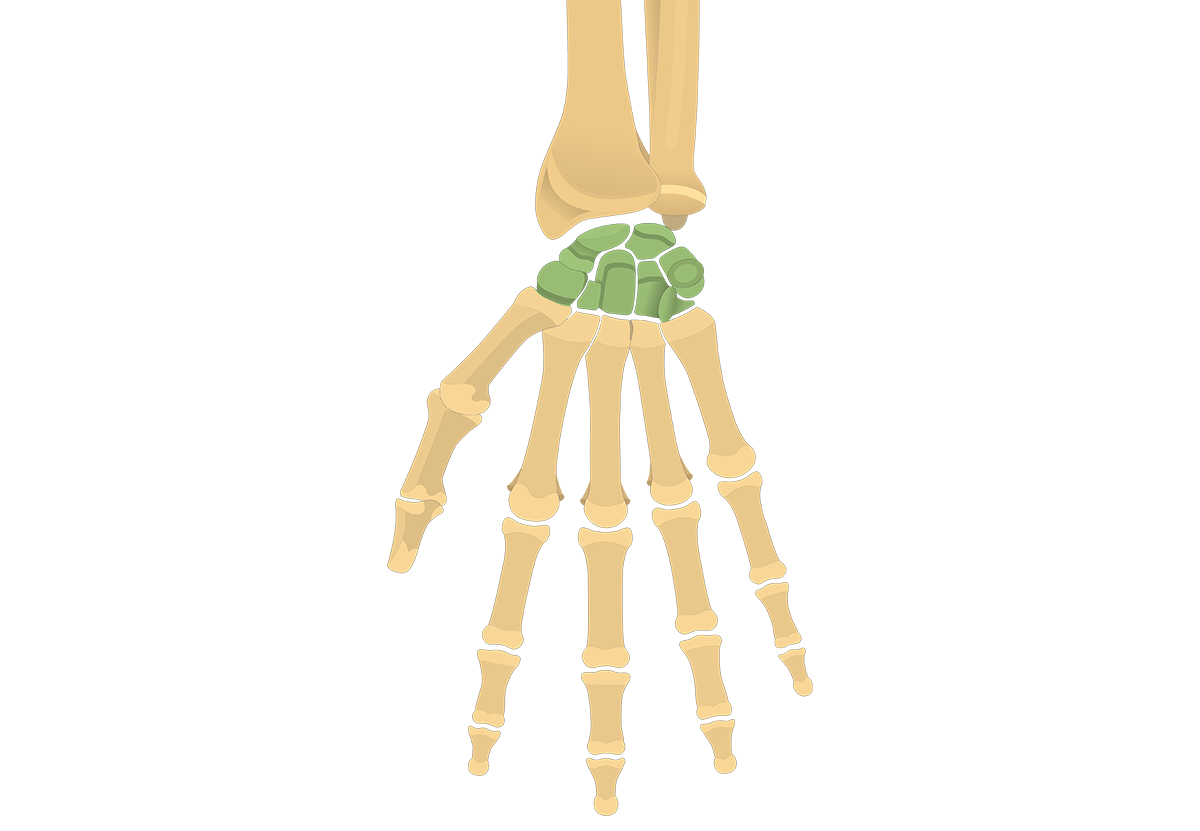 Carpal bones: anatomy and labeled diagram | GetBodySmart