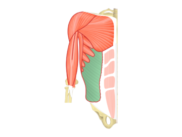 Featured Image External Oblique with highlighted muscle