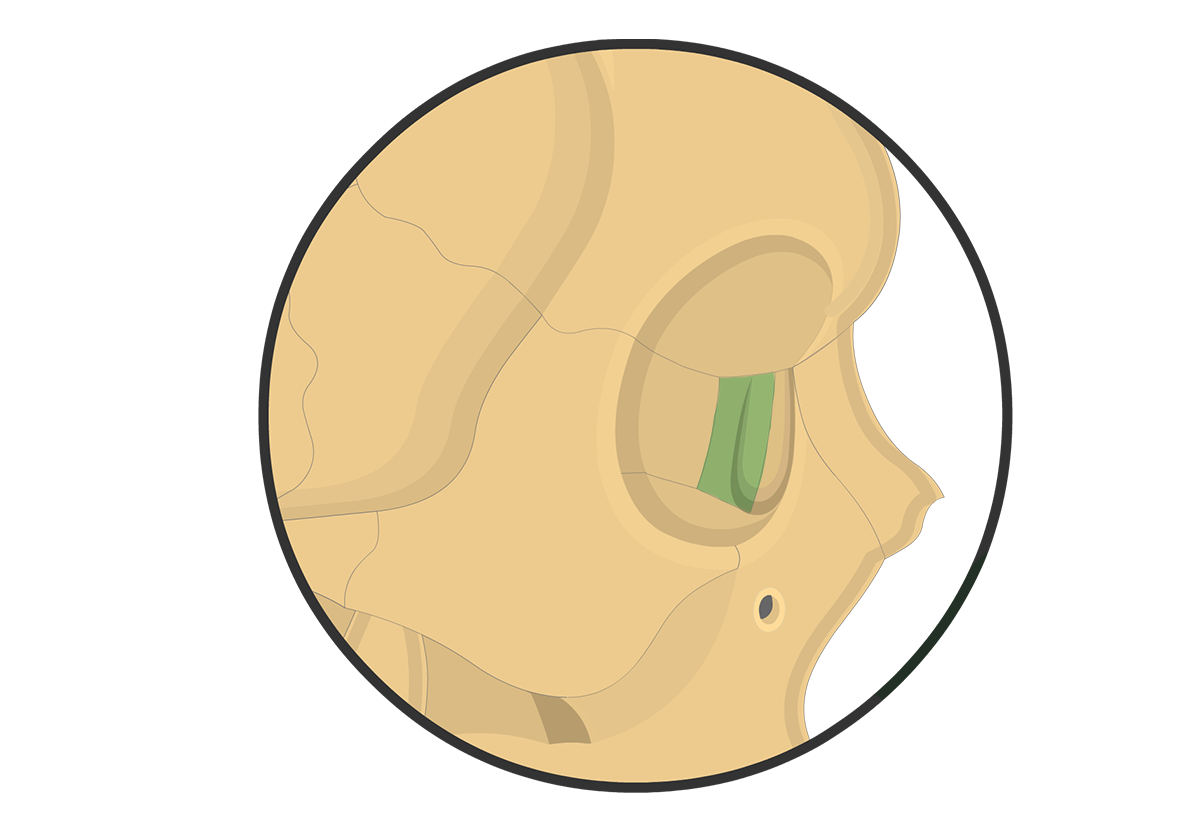 Lacrimal Bone Anatomy