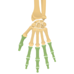 Anterior view of the hand with the phalanx highlighted