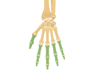 Vue antérieure de la main avec la phalange mise en évidence