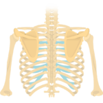 Posterior view of scapula and faded back skeleton
