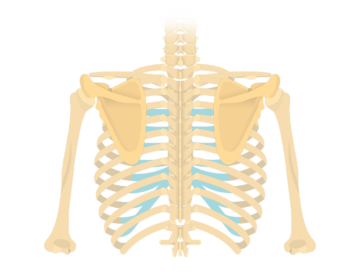 Vue postérieure de l'omoplate et du squelette dorsal délavé