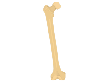 Femur Bone - Anterior View - Featured