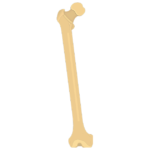 Femur Bone - featured