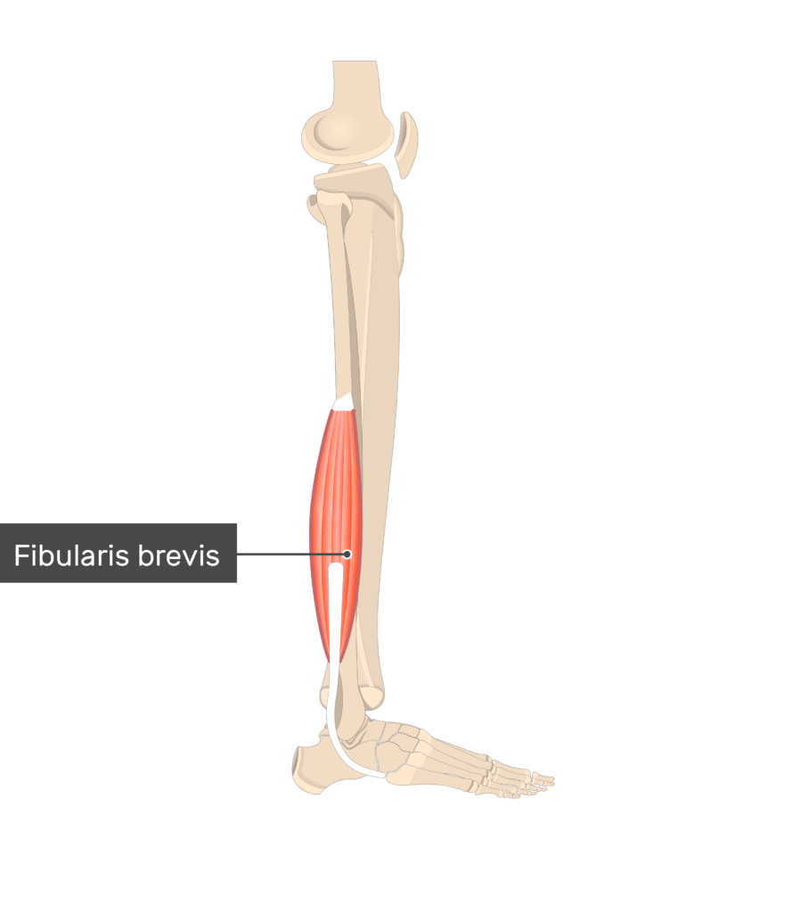 Fibularis (Peroneus) Brevis Muscle - Attachments, Actions & Innervation |  GetBodySmart