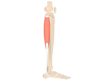 Fibularis (Peroneus) Longus Muscle - Featured