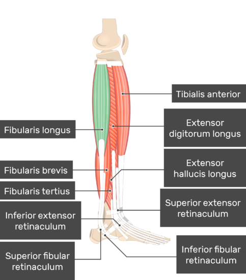 extensor hallucis longus model