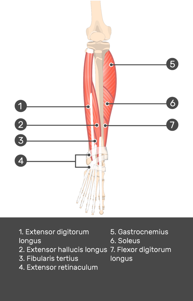 Fibularis (Peroneus) Tertius Muscle - Attachments, Actions & Innervation |  GetBodySmart