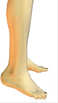 Foot flexion (5) By Fibularis Brevis Muscle