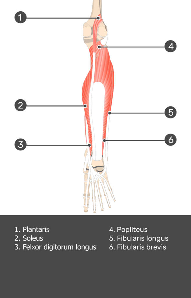 Flexor Digitorum Longus Muscle - Attachments, Actions & Innervation ...