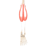 Gastrocnemius Muscle - Featured