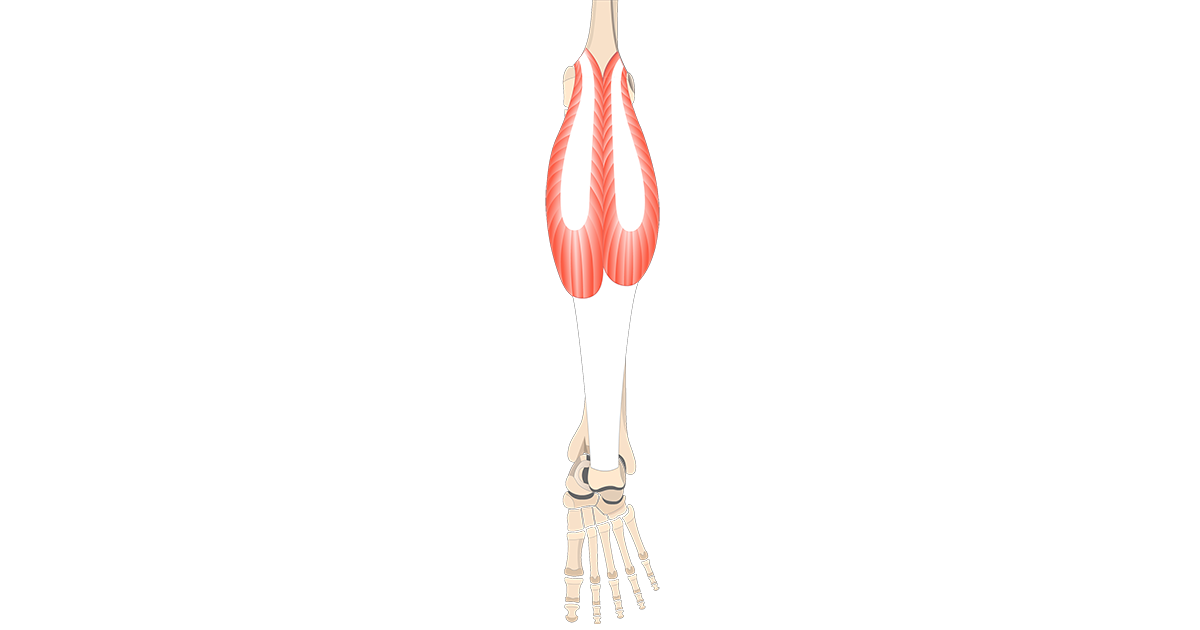 gastrocnemius muscle attachments actions innervation