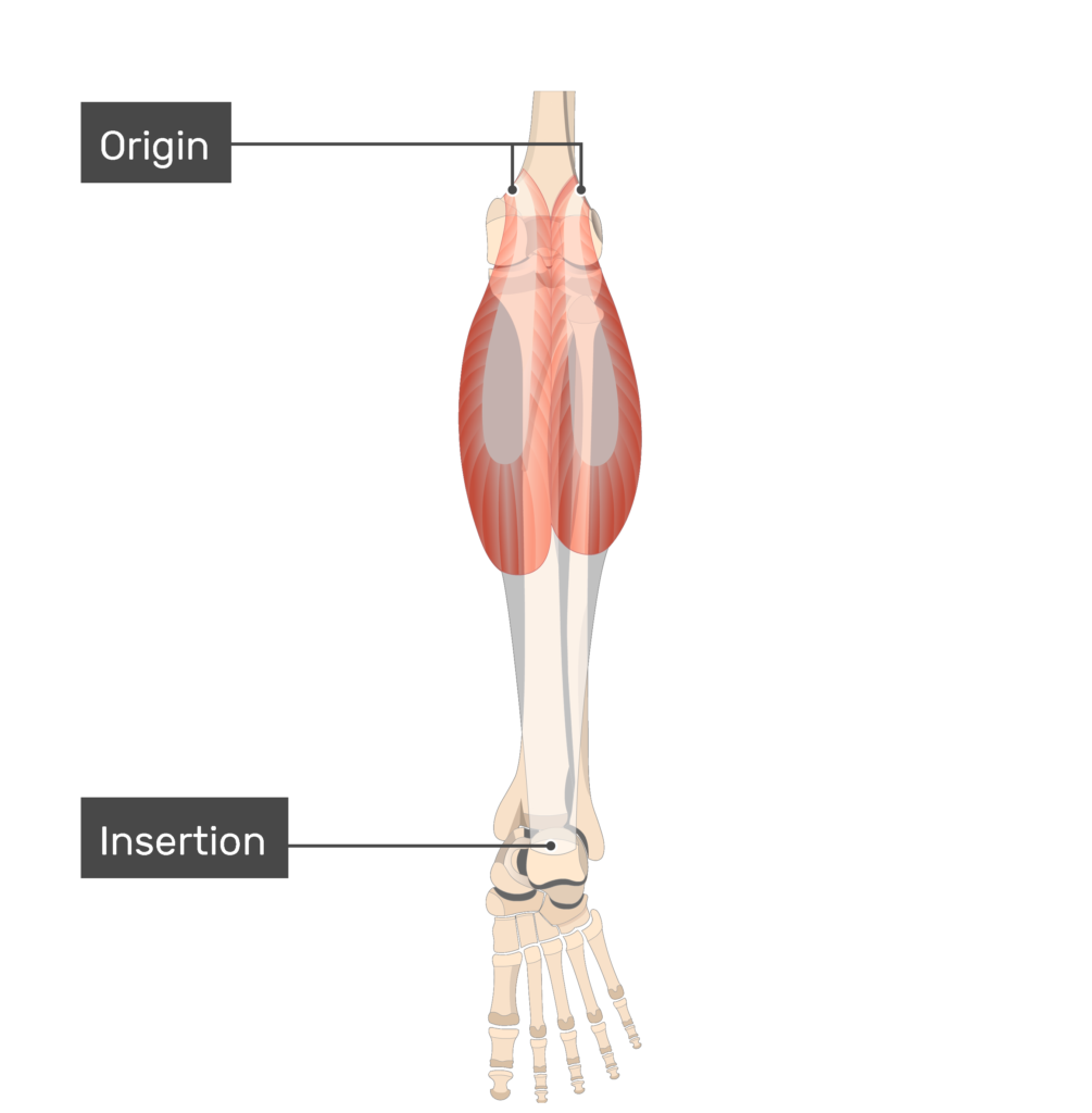 Gastrocnemius Muscle Attachments Actions Innervation Getbodysmart