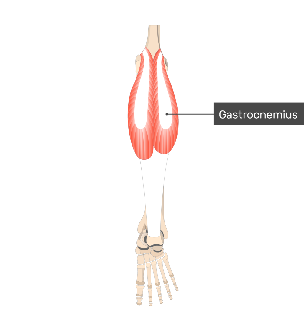Gastrocnemius Muscle Attachments, Actions & Innervation GetBodySmart