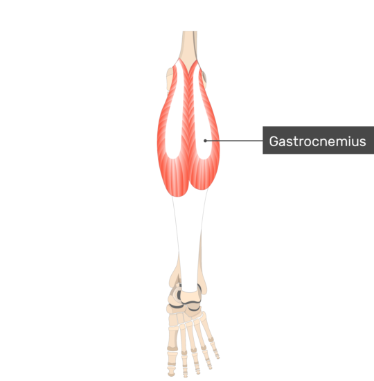 a gastrocnemius izom görcse visszérrel