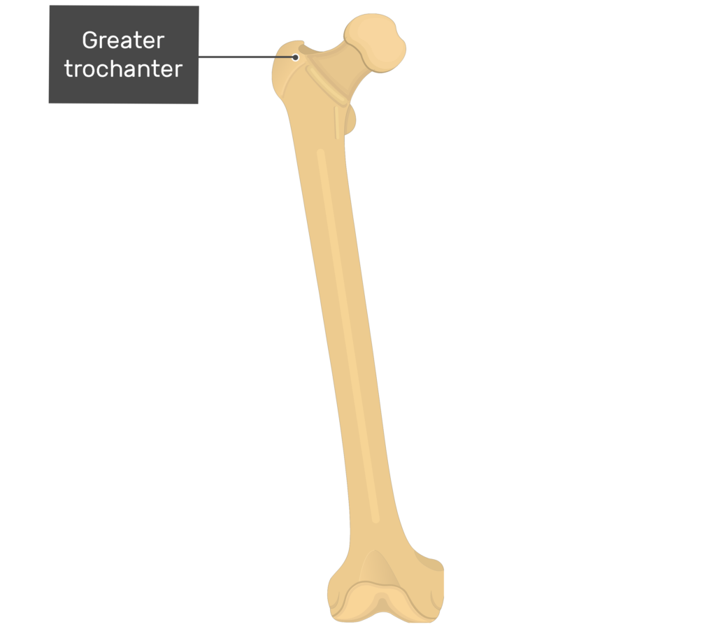 Femur: anatomy and labeled diagram | GetBodySmart