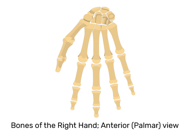 Hand and Wrist Bones - Anterior (Palmar) View