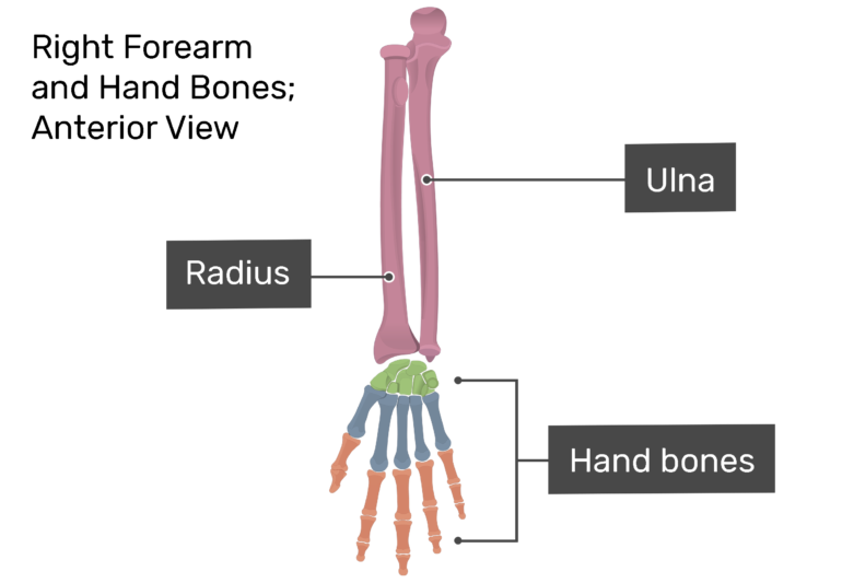 General Anatomy of the Hand and Wrist Bones