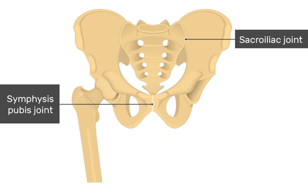 Hip Bone Anatomy GetBodySmart