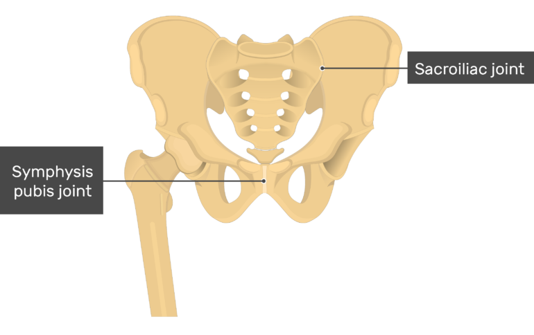 sit down bone of the coxal bone