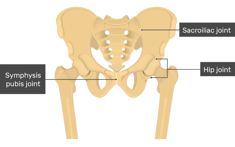 Hip Bone Anatomy – Introduction