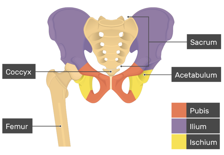 Hip Bone Anatomy Getbodysmart