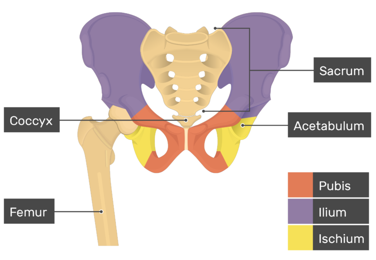 Pelvic Bone Diagram Labeled