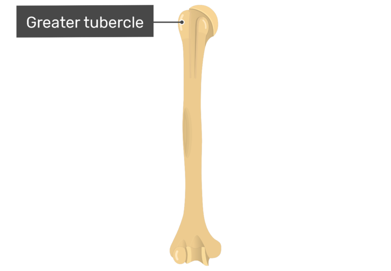 Humerus Bone - Anterior Markings