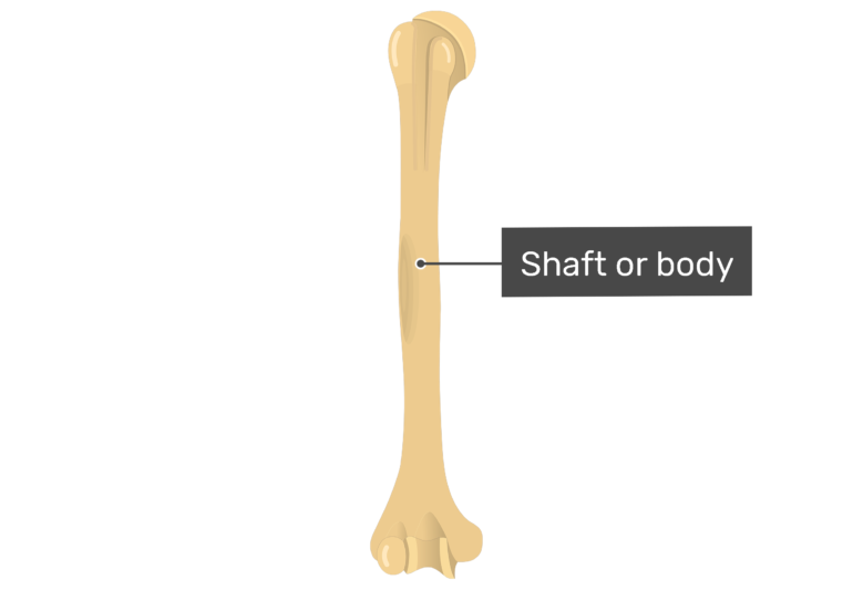 Humerus Bone - Anterior Markings