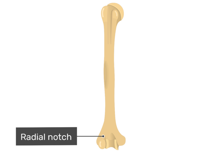 distal medial process of the humerus joins the ulna