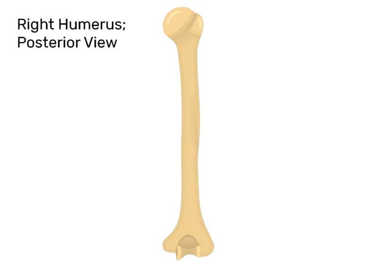 Posterior Markings of the Humerus Bone.