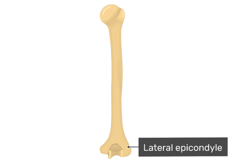 Humerus Bone Anatomy