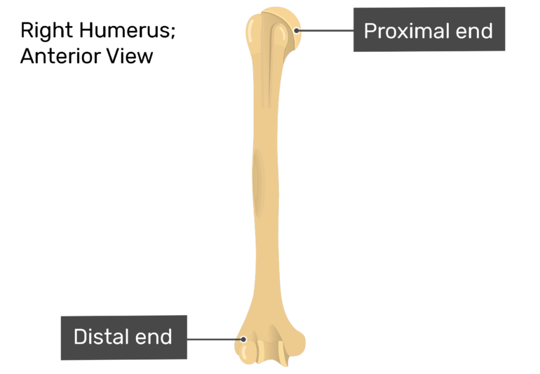 proximal part of the humerus