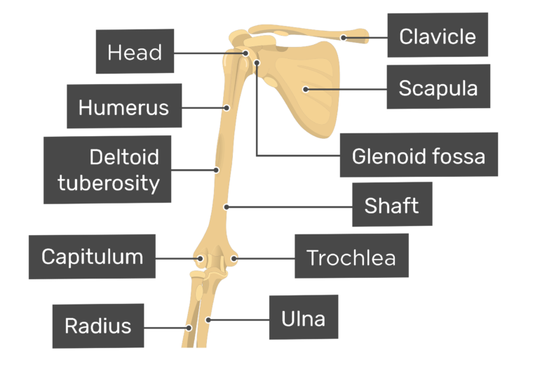 distal medial process of the humerus joins the ulna