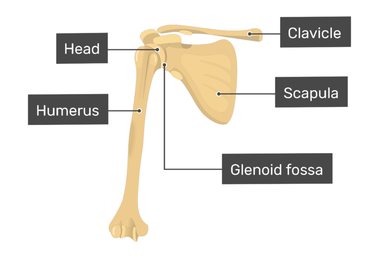 Humerus Bone - Introduction