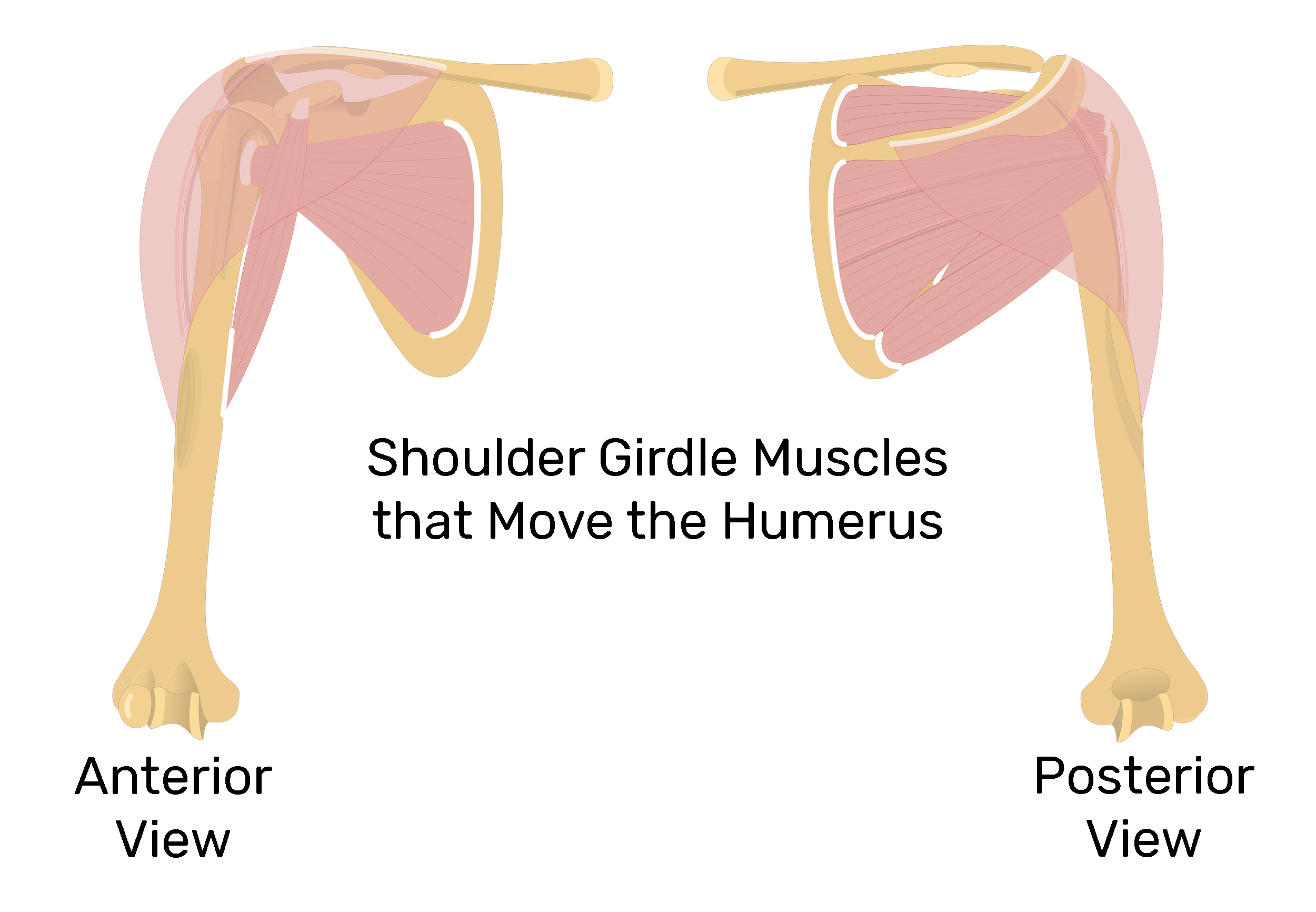 Muscles of the shoulder girdle