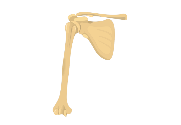 Humerus Bone - Introduction