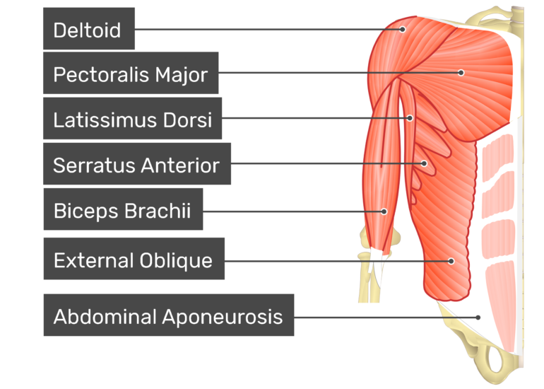 Internal Oblique Muscle