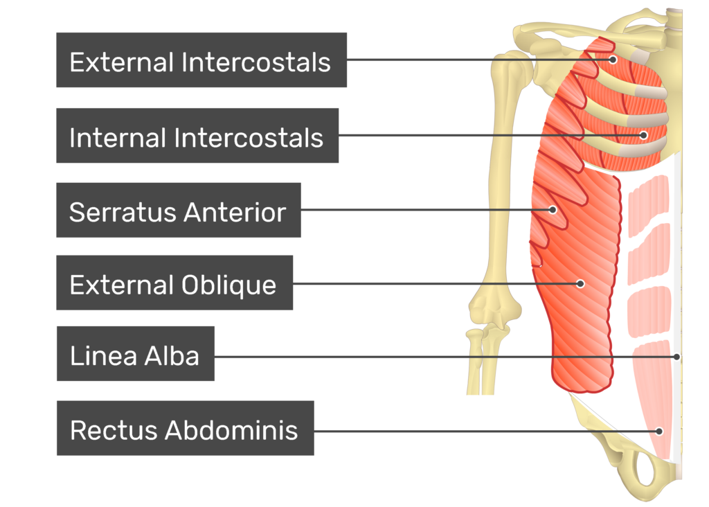 external and internal obliques