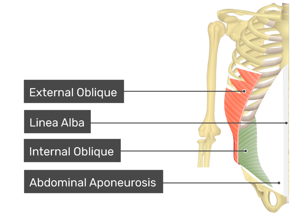 external and internal obliques