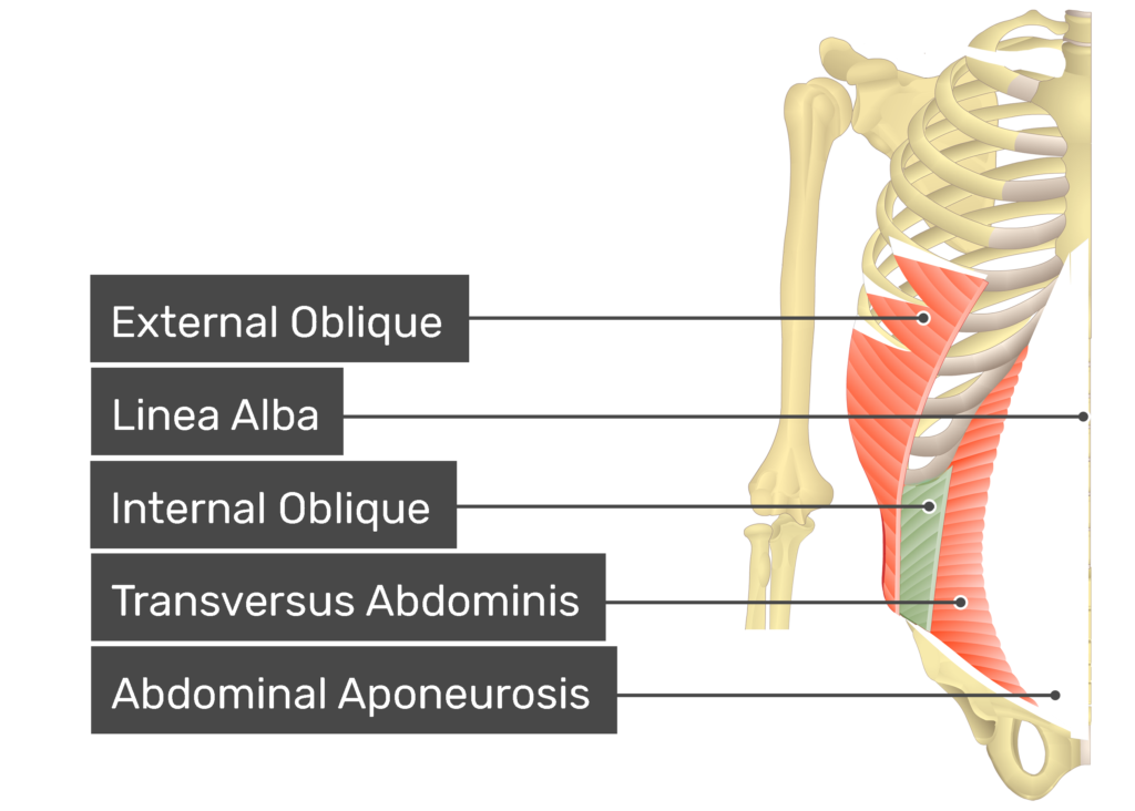 external and internal obliques