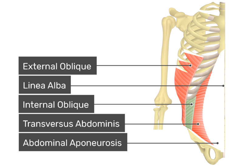 Internal Oblique Muscle