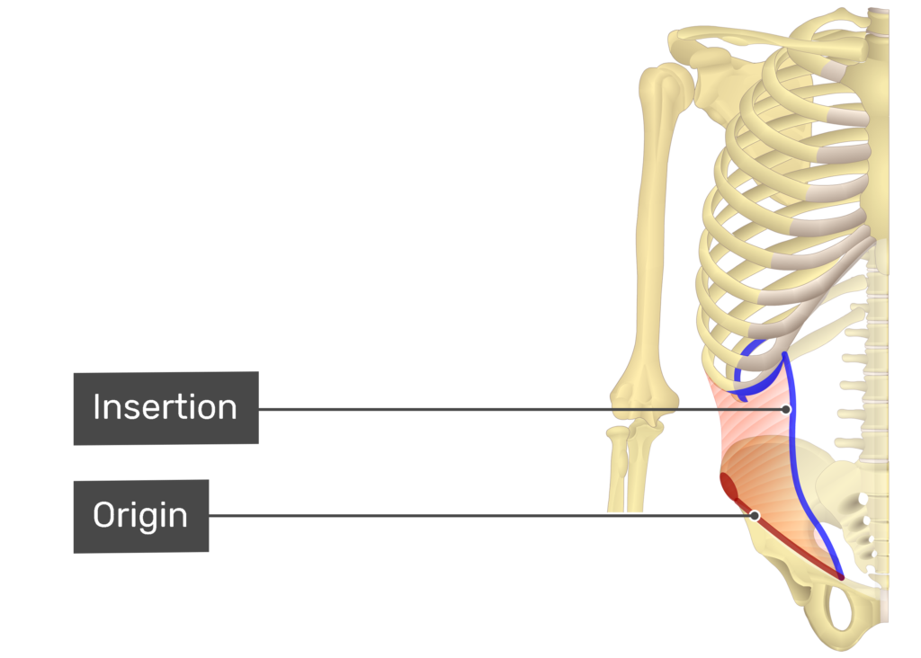 external and internal obliques