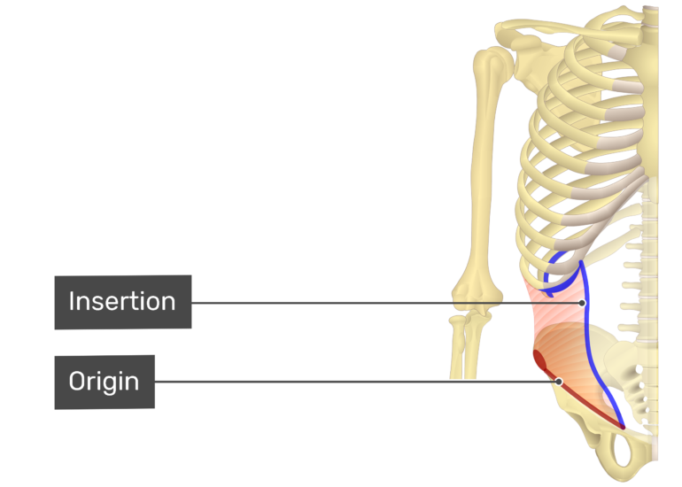 Internal Oblique Muscle