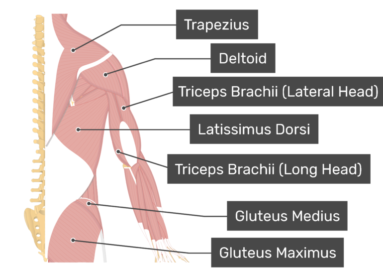 Latissimus Dorsi Attachments & Action • GetBodySmart