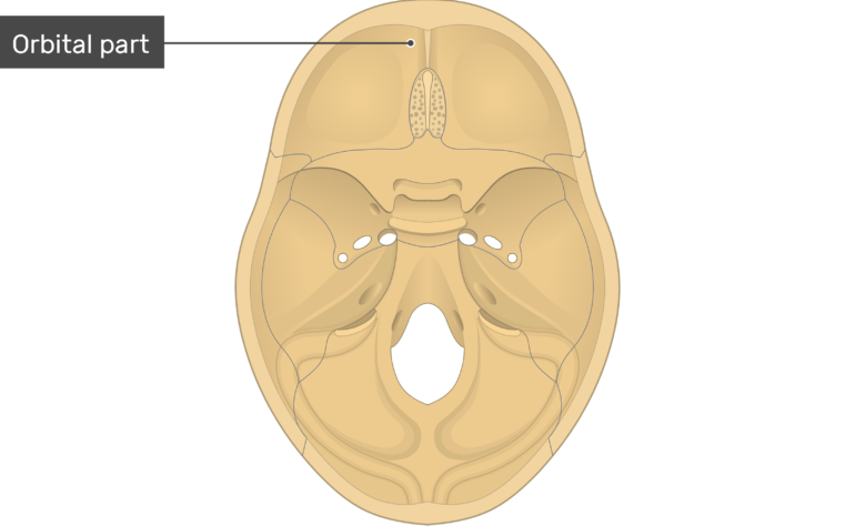 Skull Cranial Floor Bone Markings - Part 1